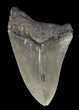 Partial, Megalodon Tooth - Georgia #61658-1